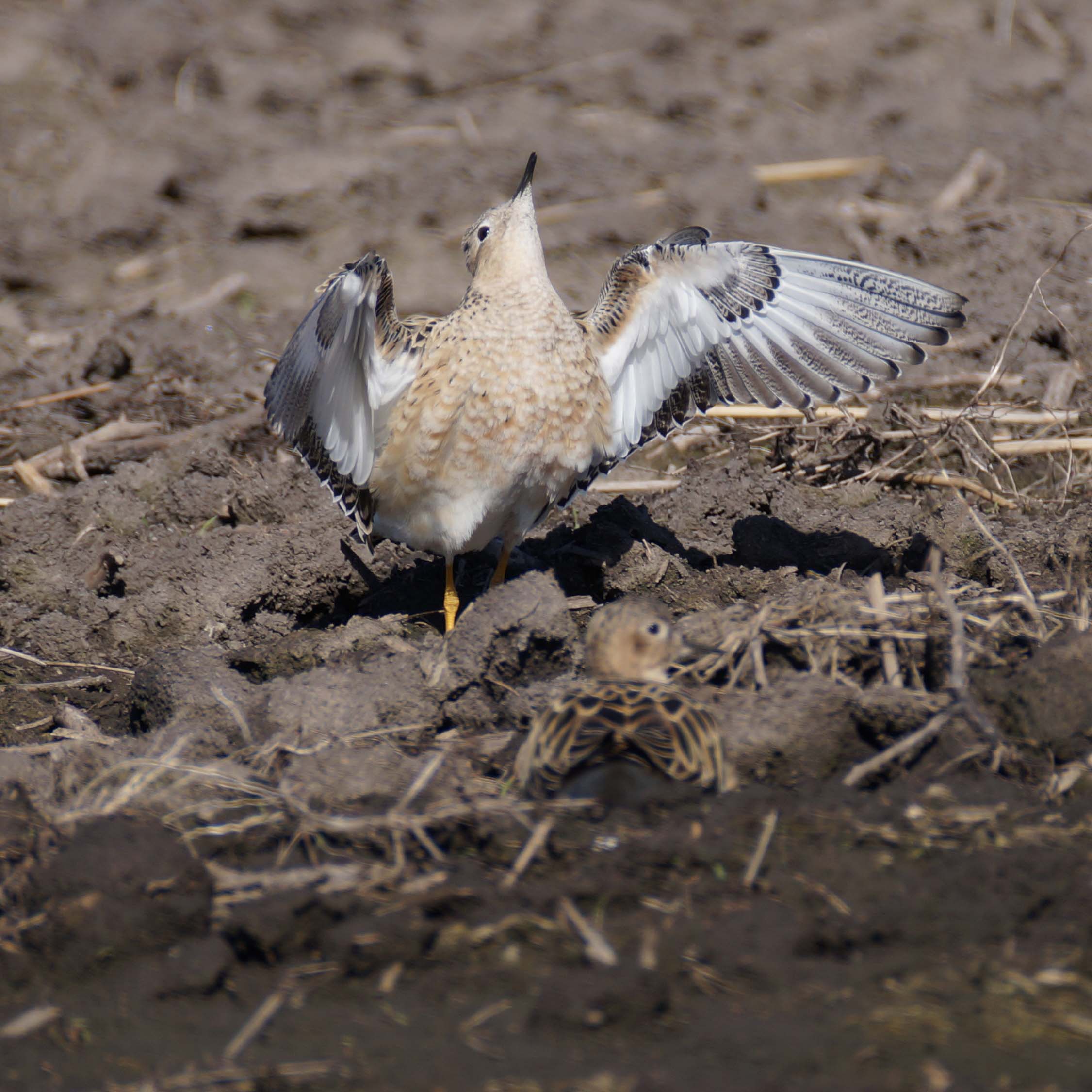 Buff-breasted Sandpiper