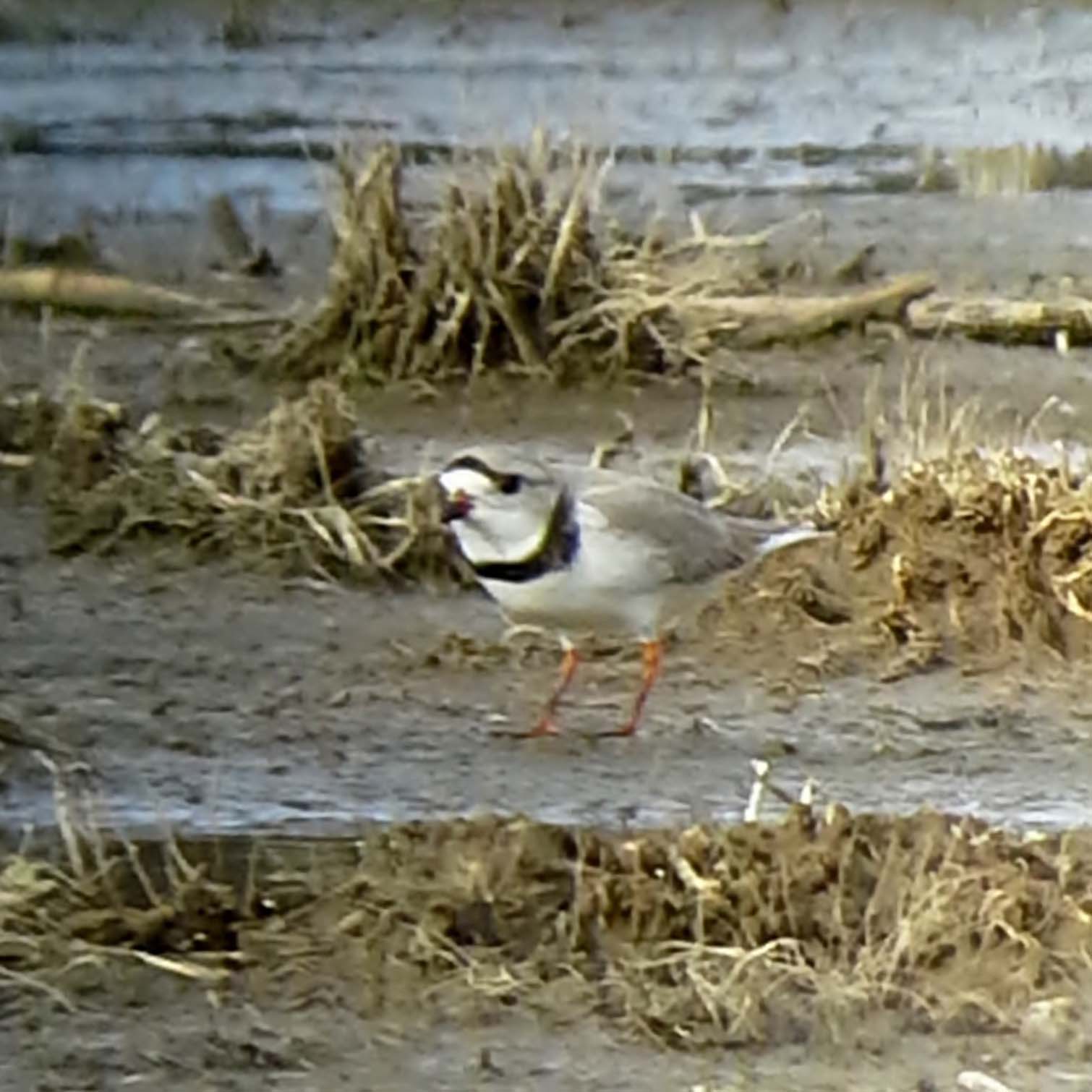 Piping Plover