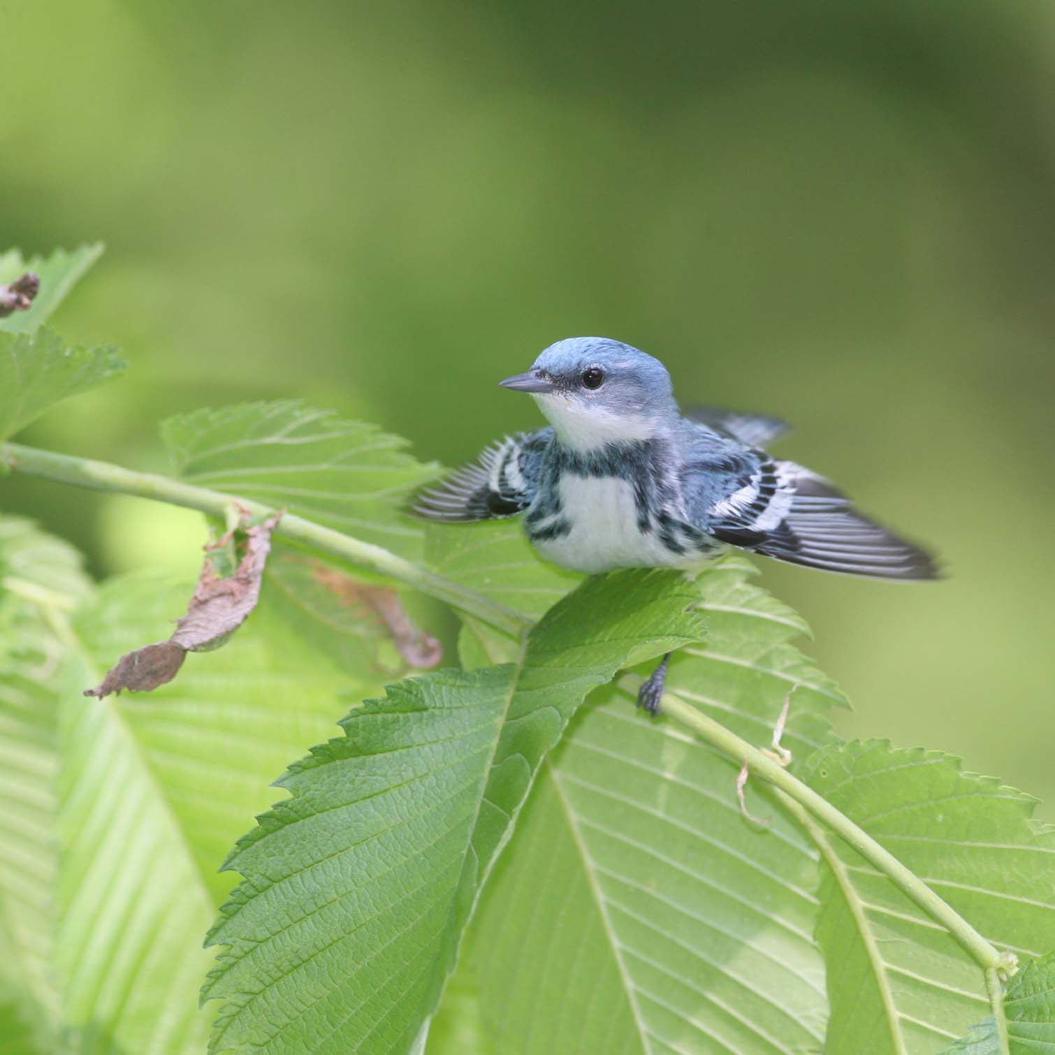 Cerulean Warbler