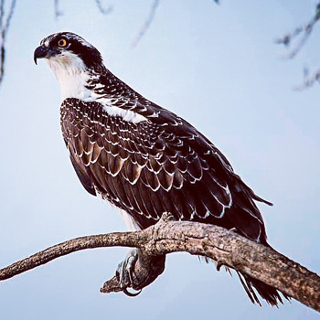 Osprey