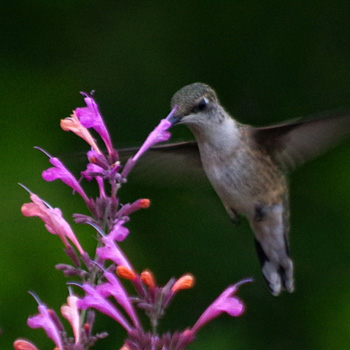 Ruby-throated Hummingbird