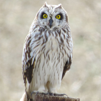 Short-eared Owl